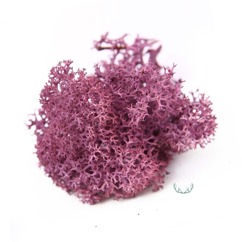 Reindeer Moss 5 kg Purple, Purified, Norwegian, 100 Real, Natural. For decoration and moss